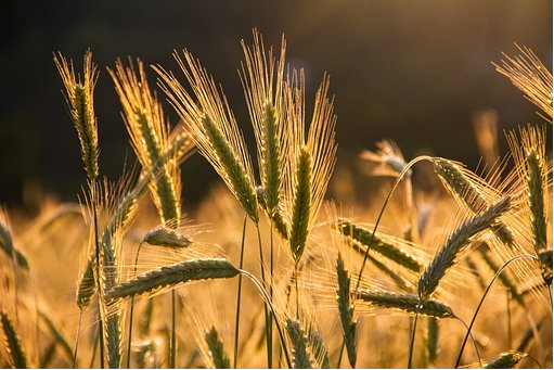 DEGROUX BRUGERE AND BRAUN SIMONT SUPPORTED THE TELOS IMPACT FUND IN THE €13 MILLION FUNDRAISING OF THE AGTECH COMPANY GAÏAGO